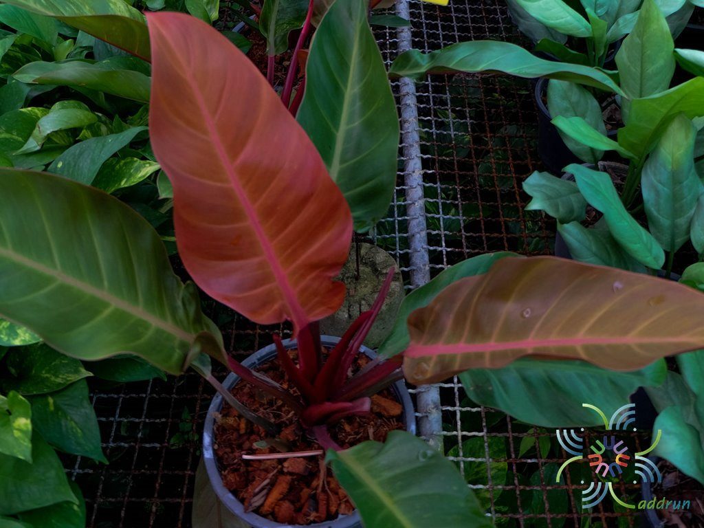 ฟิโลเดนดรอน เชอร์รี่เรด Philodendron sp.