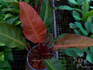 ฟิโลเดนดรอน เชอร์รี่เรด Philodendron sp.