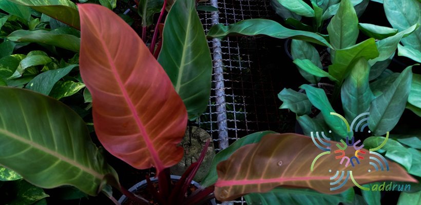 ฟิโลเดนดรอน เชอร์รี่เรด Philodendron sp.