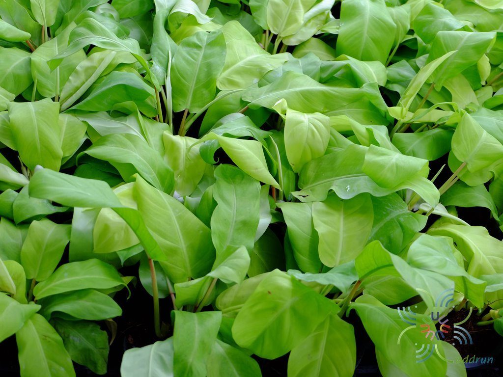 ฟิโลเดนดรอน ทอง Philodendron spp.