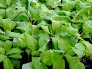 ฟิโลเดนดรอน ทอง Philodendron spp.