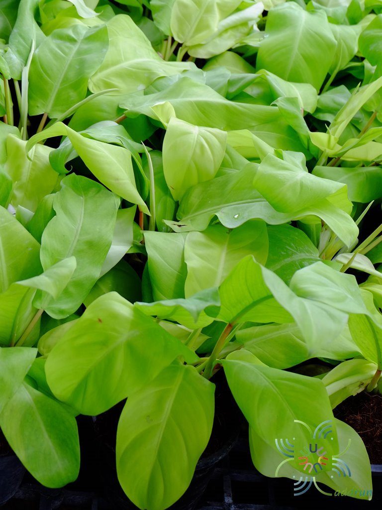 ฟิโลเดนดรอน ทอง Philodendron spp.