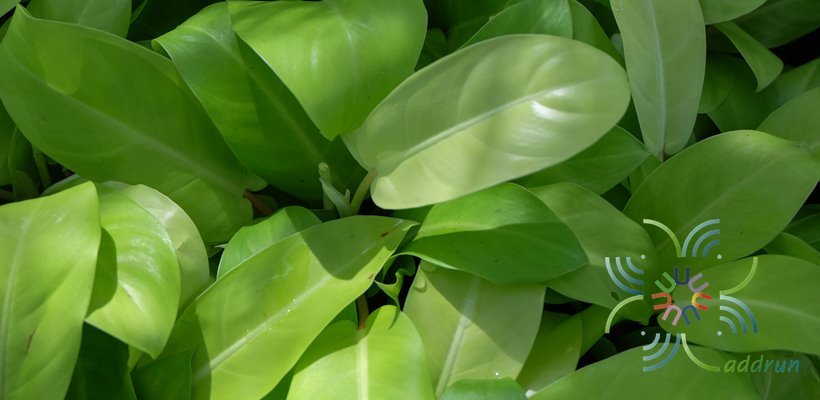 ฟิโลเดนดรอน ทอง Philodendron spp.
