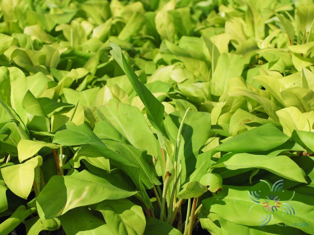 ฟิโลเดนดรอน ทอง Philodendron spp.