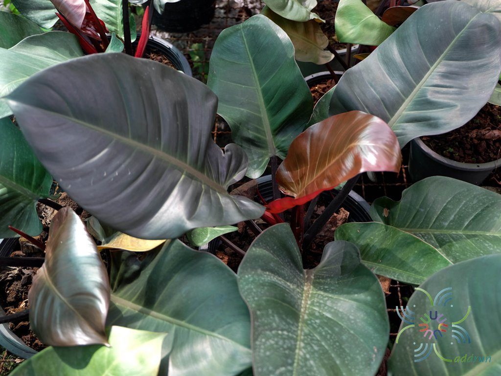 ฟิโลเดนดรอน แบล็คคาดินัล Philodendron spp.