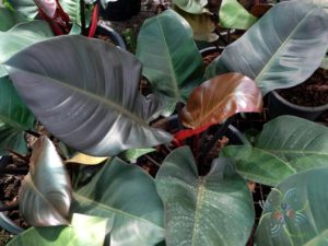ฟิโลเดนดรอน แบล็คคาดินัล Philodendron spp.