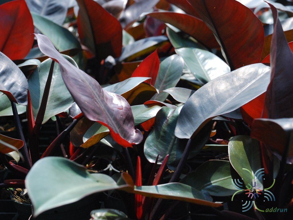 ฟิโลเดนดรอน แบล็คคาดินัล Philodendron spp.