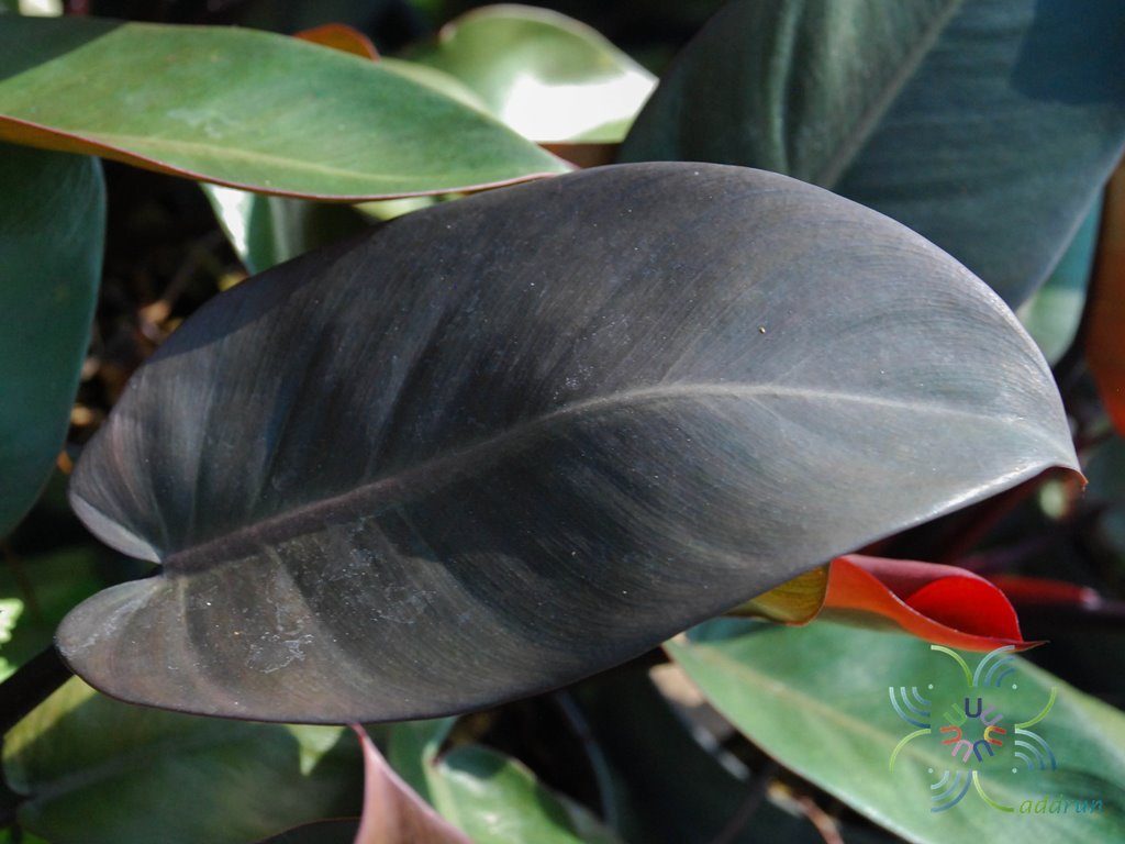 ฟิโลเดนดรอน แบล็คคาดินัล Philodendron spp.
