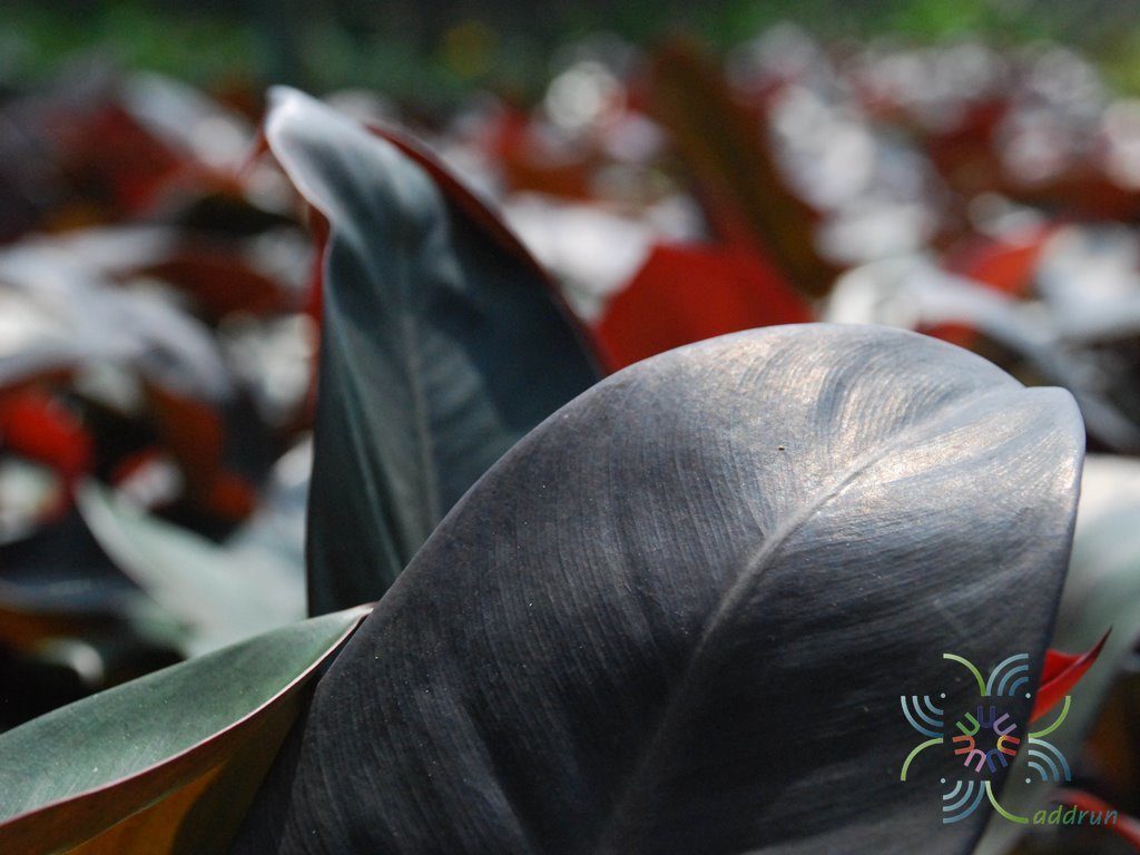 ฟิโลเดนดรอน แบล็คคาดินัล Philodendron spp.