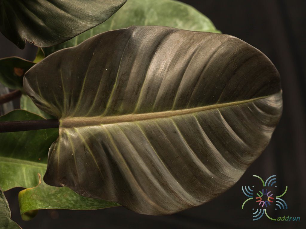 ฟิโลเดนดรอน แบล็คคาดินัล Philodendron spp.
