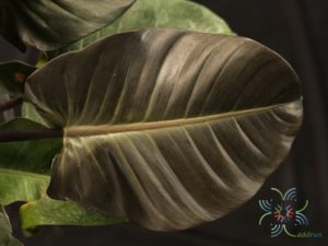 ฟิโลเดนดรอน แบล็คคาดินัล Philodendron spp.