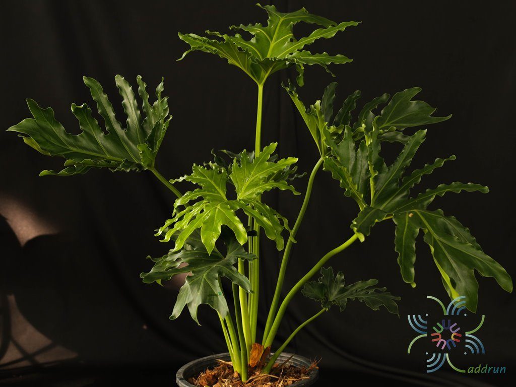 ฟิโลเดนดรอน มะละกอ Philodendron spp.
