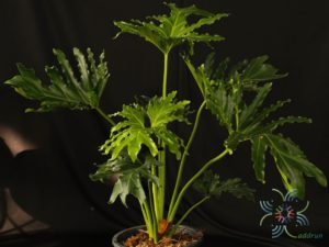 ฟิโลเดนดรอน มะละกอ Philodendron spp.