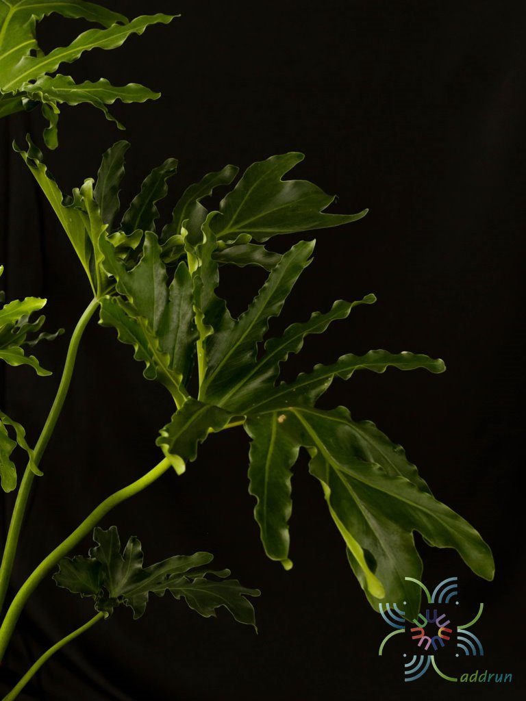 ฟิโลเดนดรอน มะละกอ Philodendron spp.