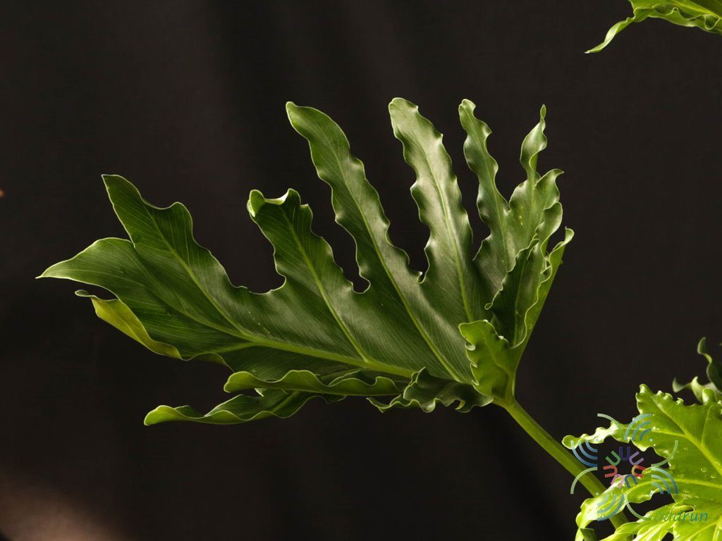 ฟิโลเดนดรอน มะละกอ Philodendron spp.
