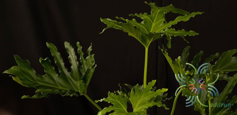 ฟิโลเดนดรอน มะละกอ Philodendron spp.