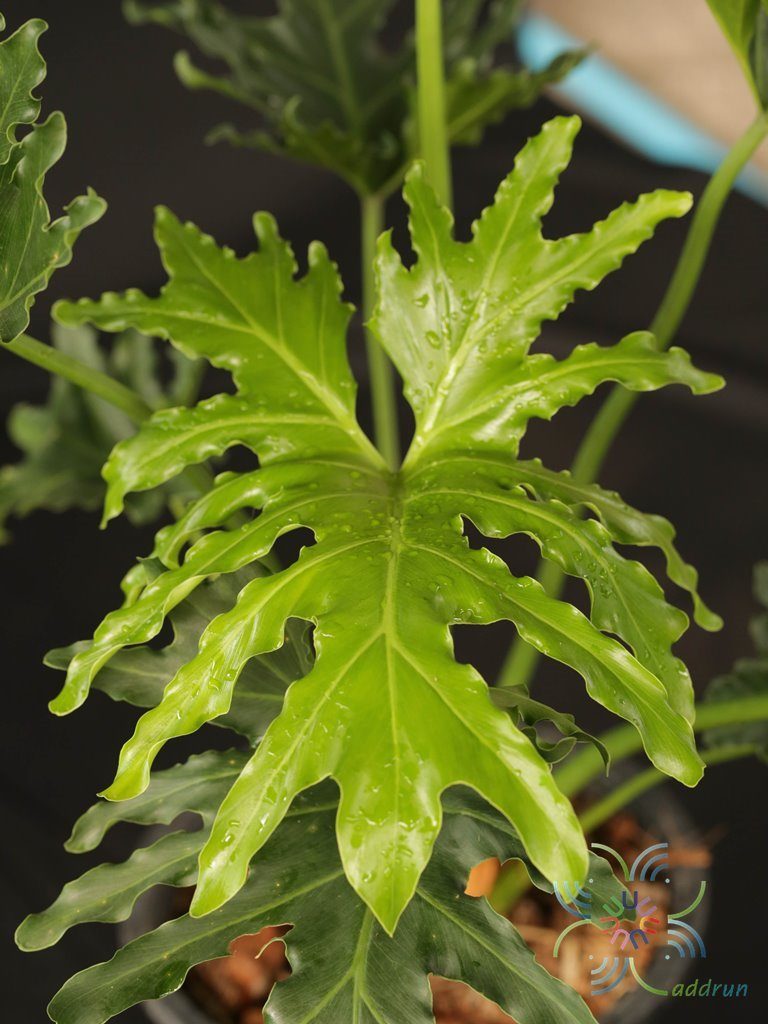 ฟิโลเดนดรอน มะละกอ Philodendron spp.