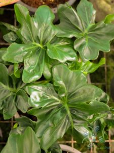 ฟิโลเดนดรอน มะละกอแคระ Philodendron spp.