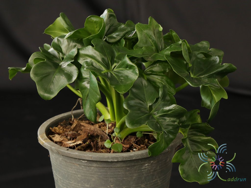 ฟิโลเดนดรอน มะละกอแคระ Philodendron spp.