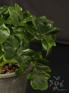 ฟิโลเดนดรอน มะละกอแคระ Philodendron spp.