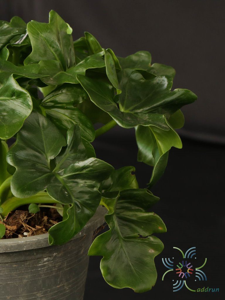 ฟิโลเดนดรอน มะละกอแคระ Philodendron spp.