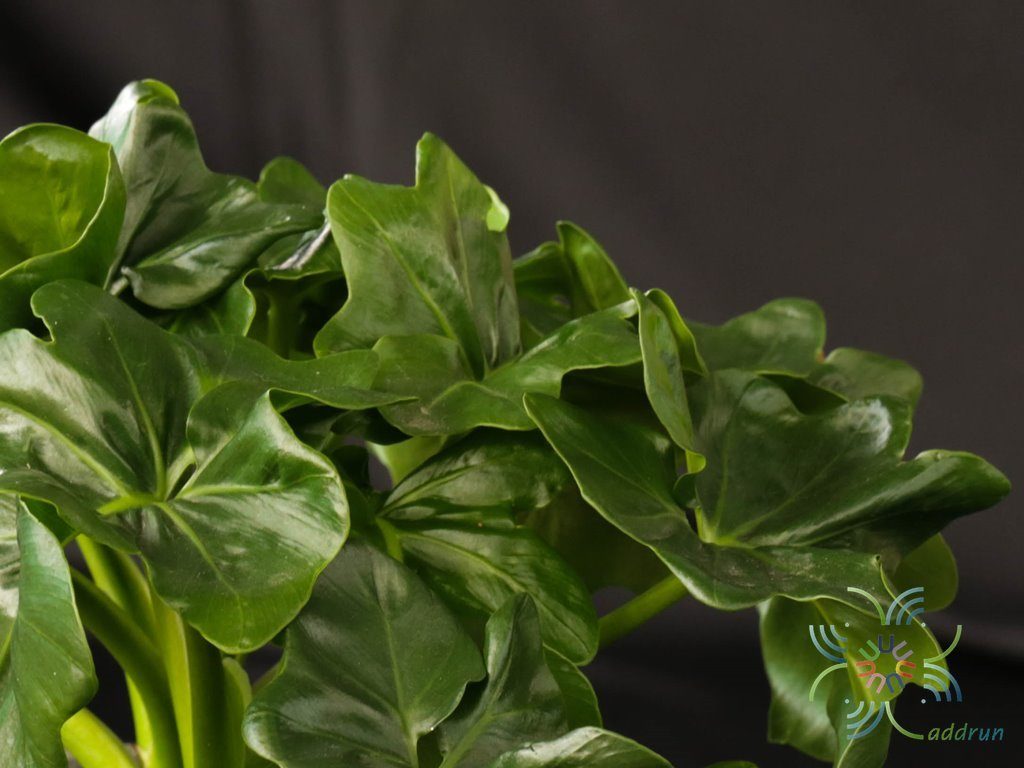 ฟิโลเดนดรอน มะละกอแคระ Philodendron spp.