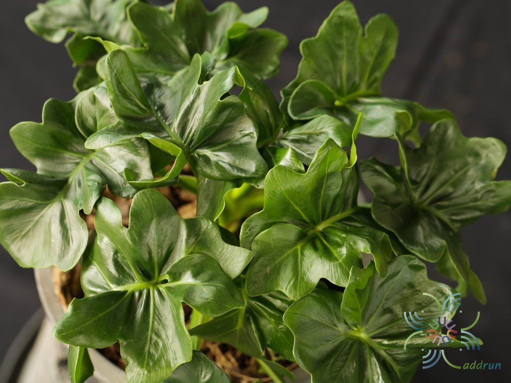 ฟิโลเดนดรอน มะละกอแคระ Philodendron spp.