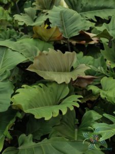 ฟิโลเดนดรอน พินนาค Philodendron spp.