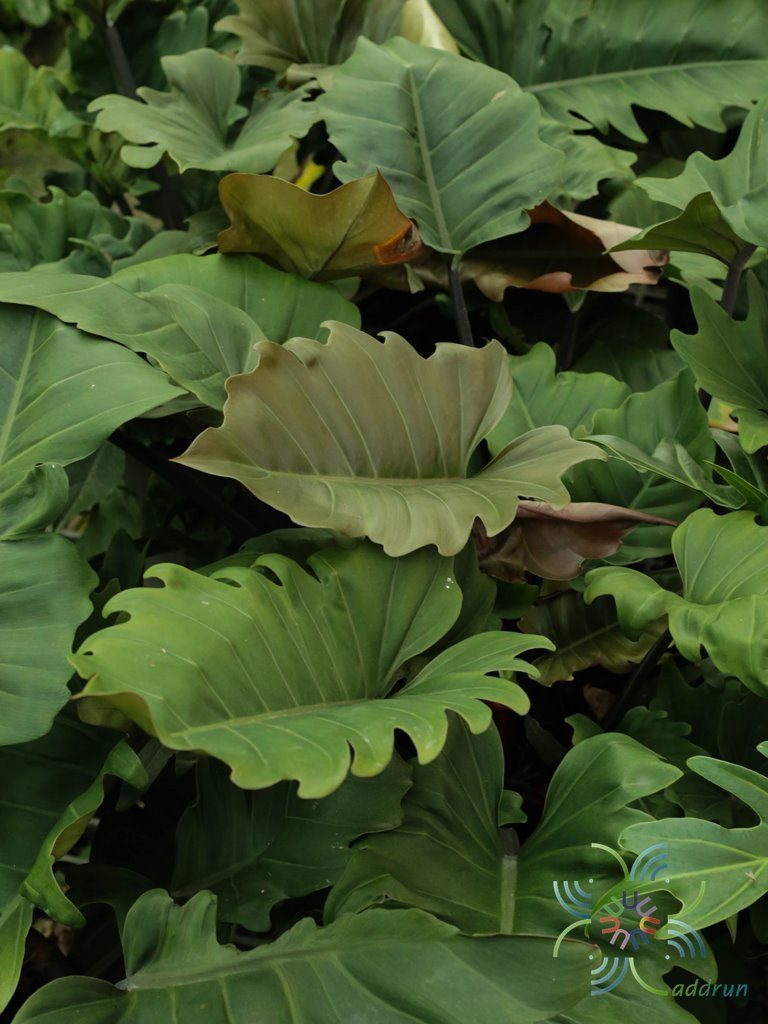 ฟิโลเดนดรอน พินนาค Philodendron spp.