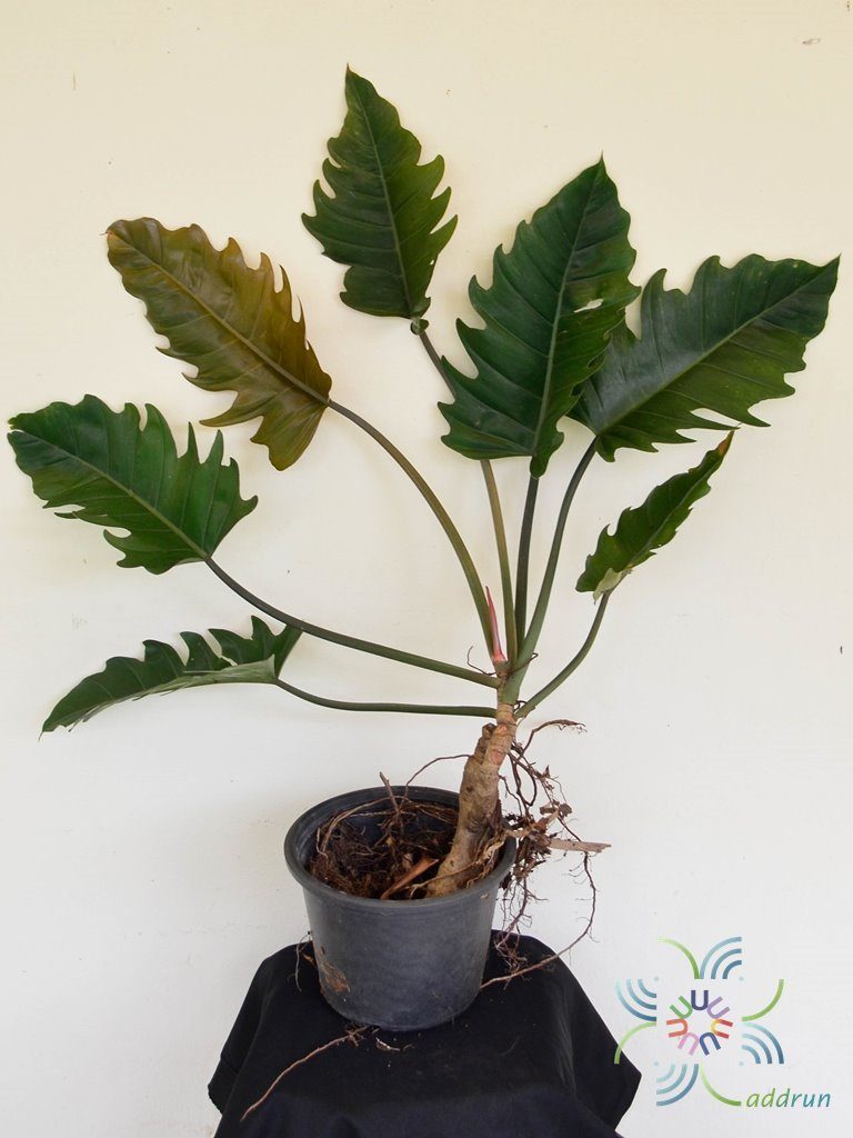ฟิโลเดนดรอน พินนาค Philodendron spp.