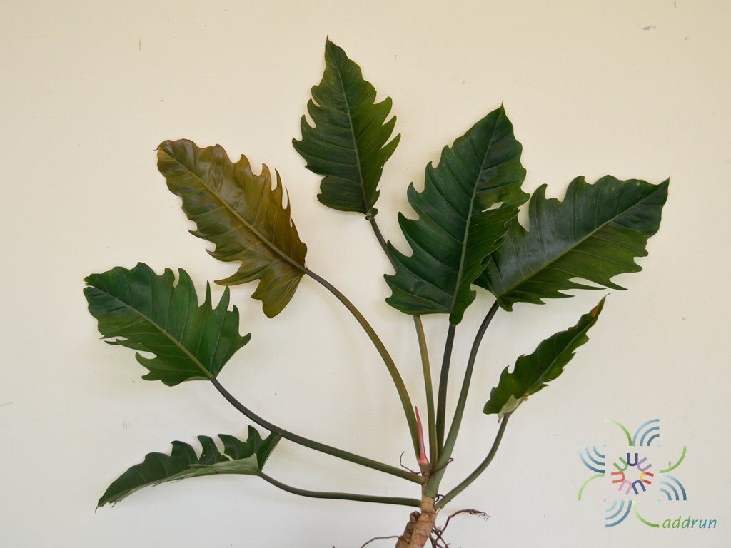 ฟิโลเดนดรอน พินนาค Philodendron spp.
