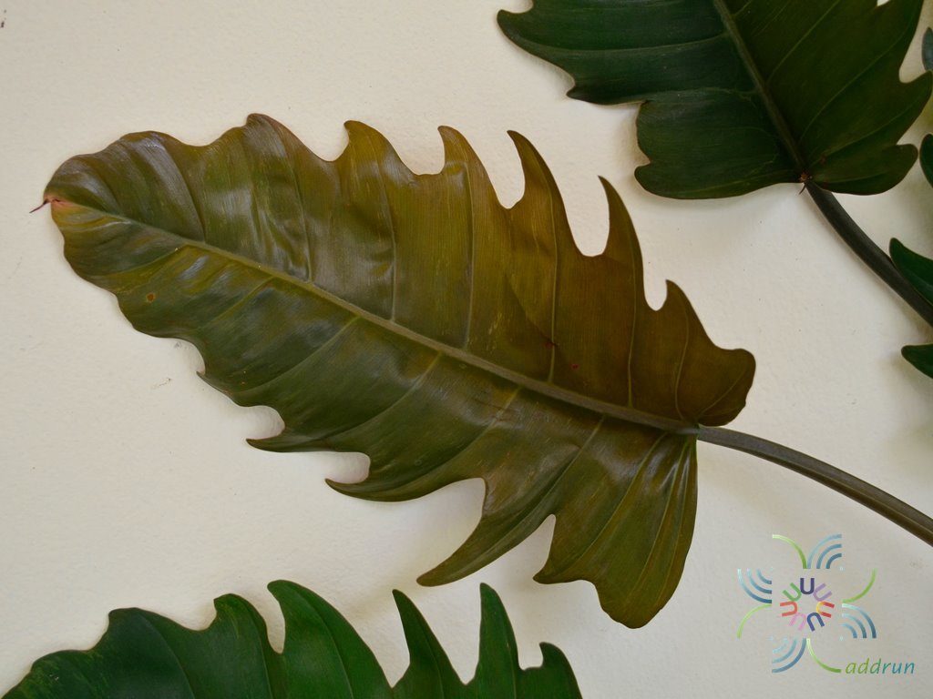 ฟิโลเดนดรอน พินนาค Philodendron spp.