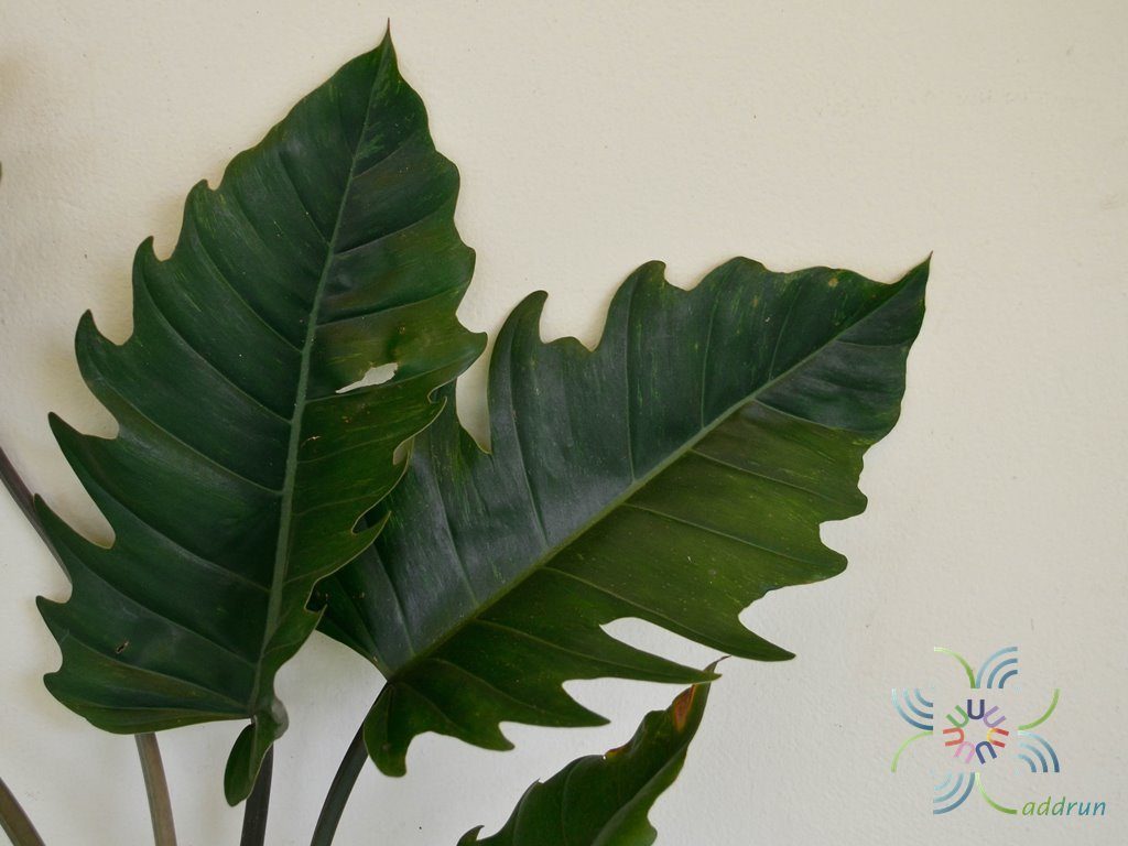 ฟิโลเดนดรอน พินนาค Philodendron spp.