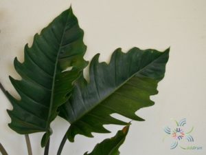 ฟิโลเดนดรอน พินนาค Philodendron spp.
