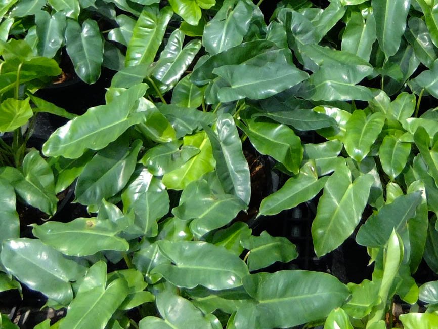 ฟิโลเดนดรอน มรกตหยก Philodendron burle-marxii sp.