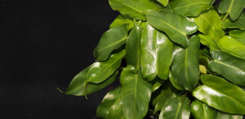 ฟิโลเดนดรอน มรกตหยก Philodendron burle-marxii sp.