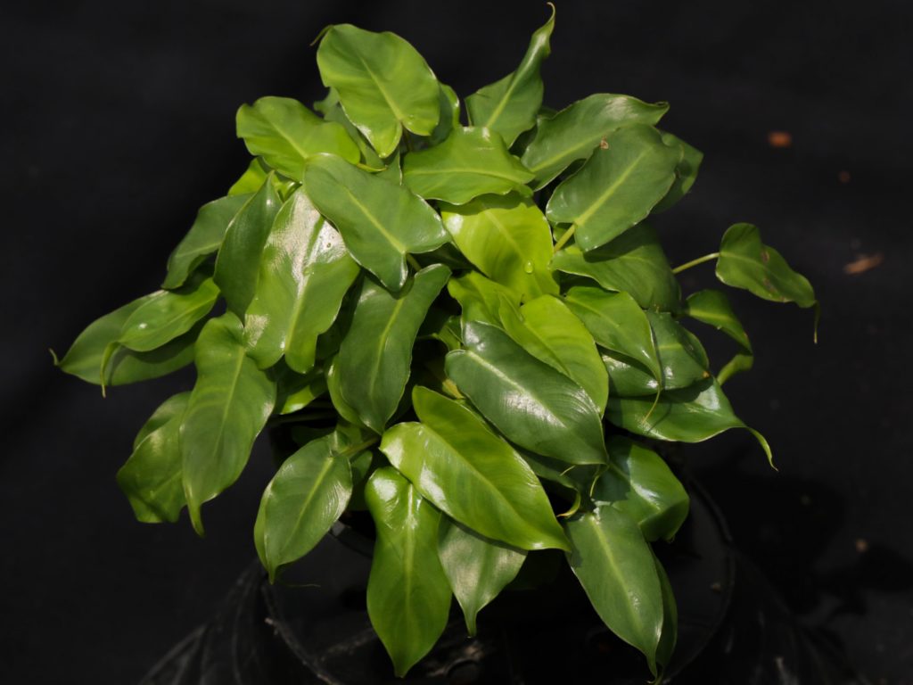 ฟิโลเดนดรอน มรกตหยก Philodendron burle-marxii sp.