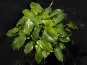 ฟิโลเดนดรอน มรกตหยก Philodendron burle-marxii sp.