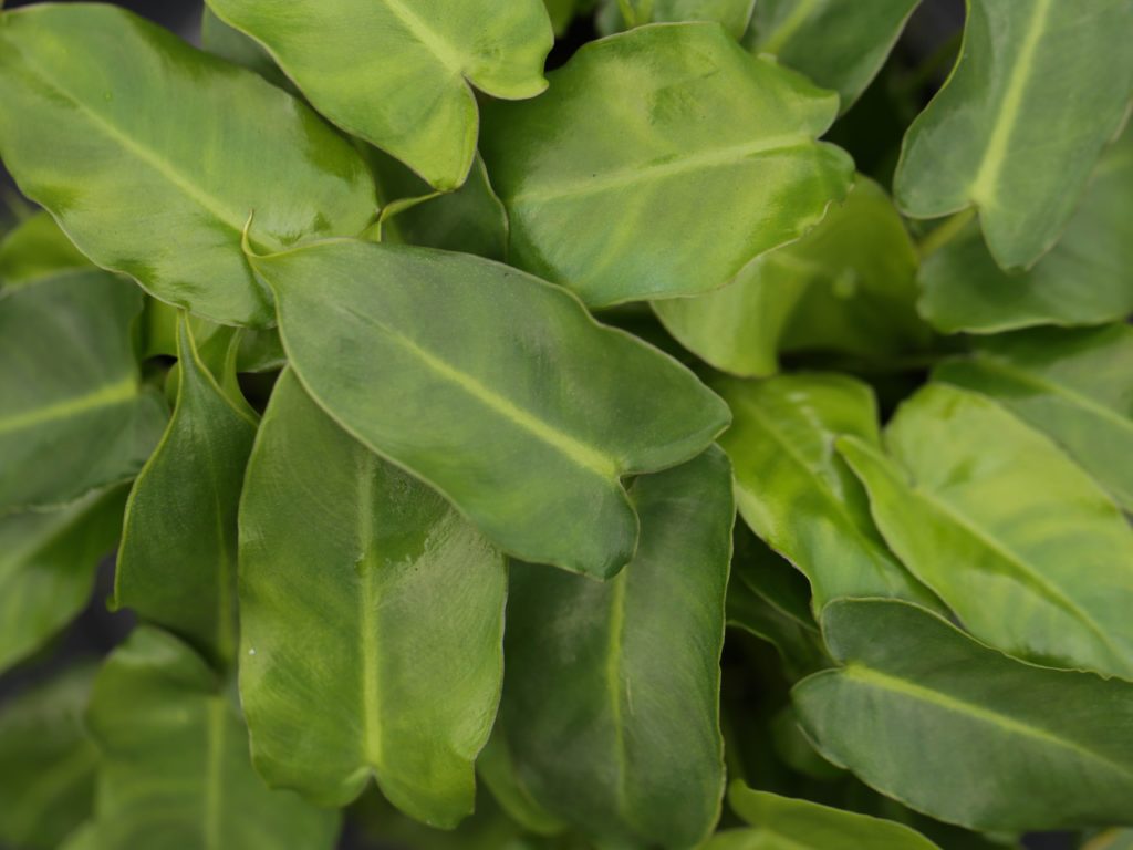 ฟิโลเดนดรอน มรกตหยก Philodendron burle-marxii sp.