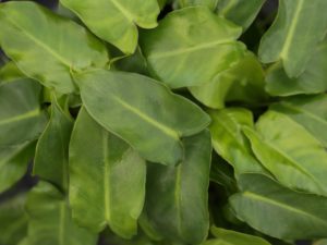 ฟิโลเดนดรอน มรกตหยก Philodendron burle-marxii sp.