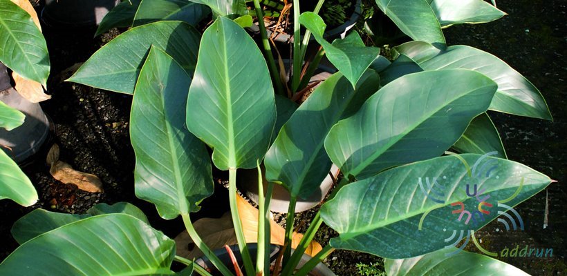 ฟิโลเดนดรอน หยกจักรพรรดิ์ Philodendron spp.