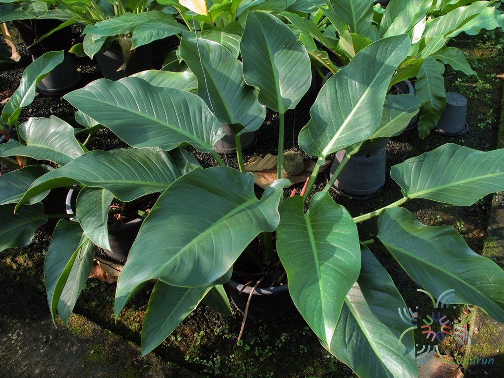 ฟิโลเดนดรอน หยกจักรพรรดิ์ Philodendron spp.