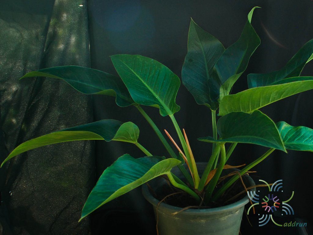 ฟิโลเดนดรอน หยกจักรพรรดิ์ Philodendron spp.