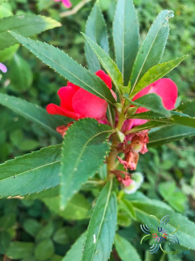 เทียน Impatiens balsamina L.