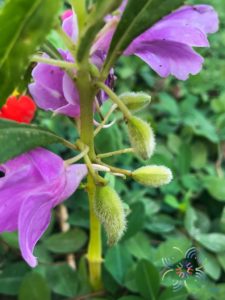 เทียน Impatiens balsamina L.