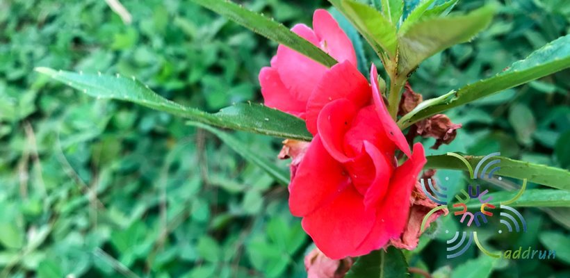 เทียน Impatiens balsamina L.