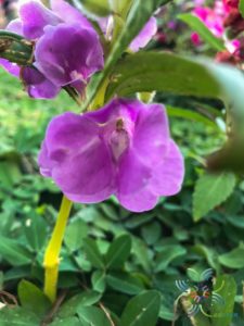 เทียน Impatiens balsamina L.