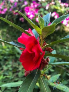เทียน Impatiens balsamina L.