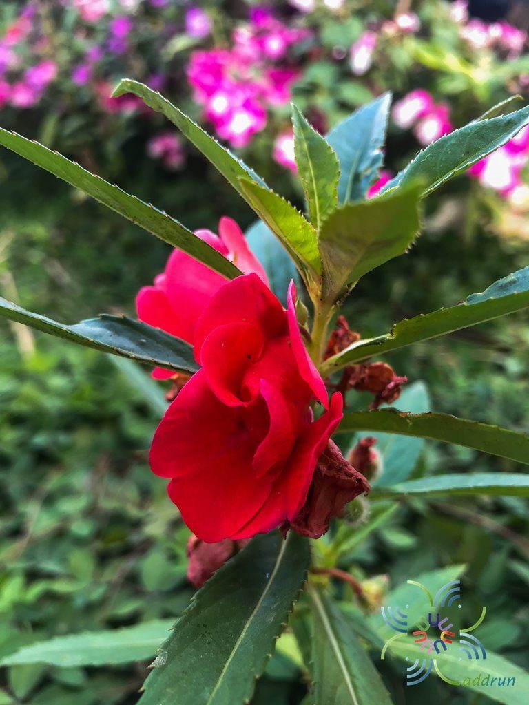 เทียน Impatiens balsamina L.