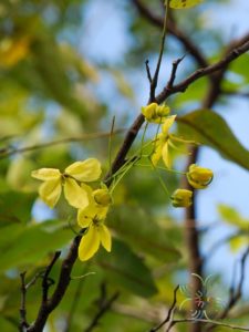 ราชพฤกษ์ (เหลือง) Cassia fistula L.